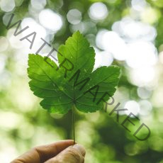 markus-spiske-GnxktpZHjcM-unsplash markus-spiske-GnxktpZHjcM-unsplash