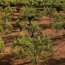 olive-trees-3622571_1920 olive-trees-3622571_1920